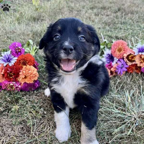 Camilla, Miniature Australian Shepherd Puppy